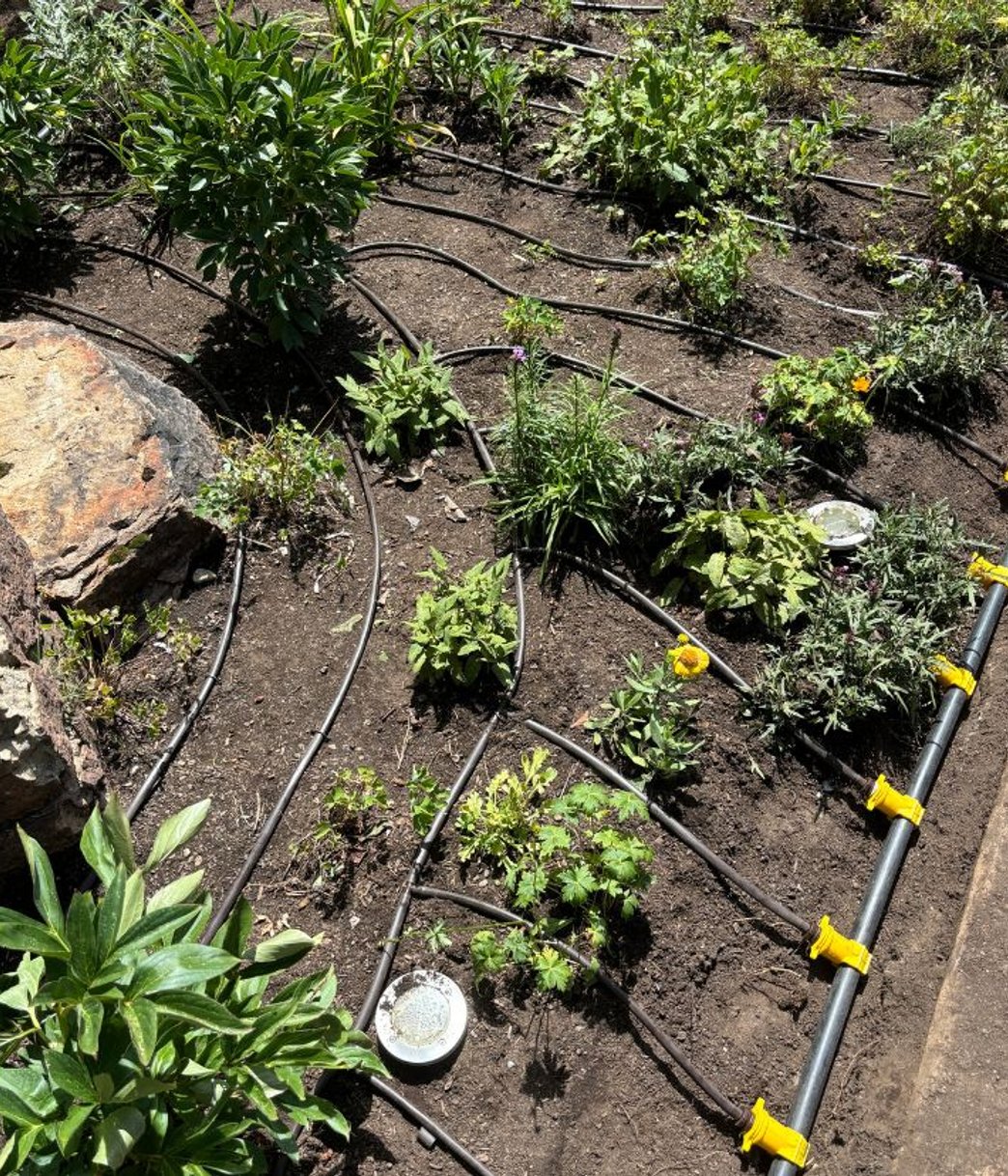 residential sprinkler system watering a healthy Colorado landscape bed in the Denver metro area